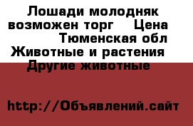 Лошади молодняк(возможен торг) › Цена ­ 50 000 - Тюменская обл. Животные и растения » Другие животные   